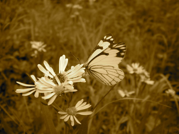 Sepia art White butterfly on flower