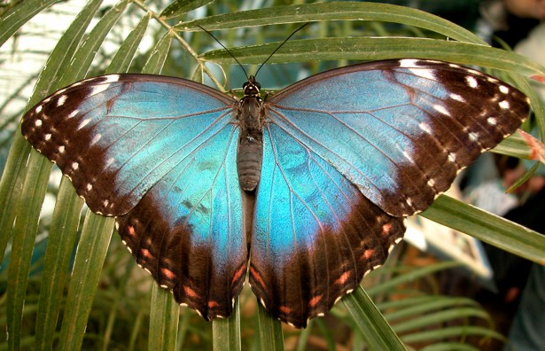 Inspirational blue butterfly