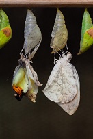 butterflies emerging out of chrysalis