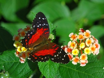 red coloured butterfly