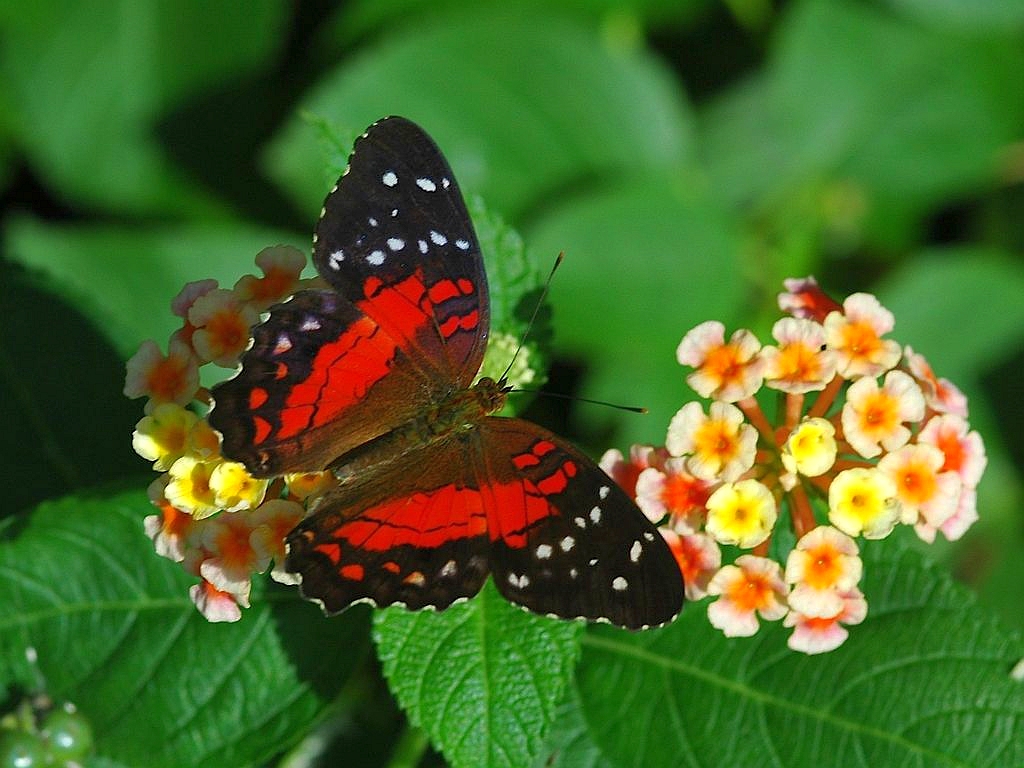 Myths, Symbolism and Meaning of Red Butterflies