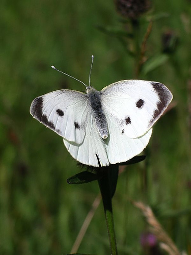 A white butterfly symbol