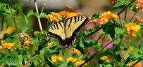 Yellow butterfly in garden