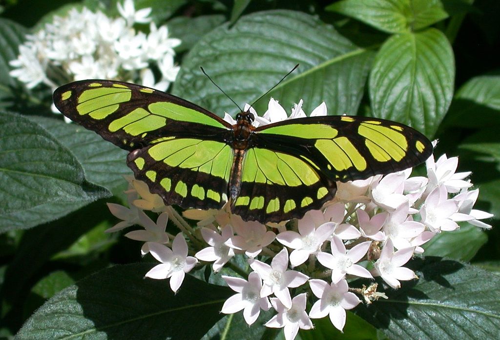 Philaethria dido - dido longwing green   colored butterfly species