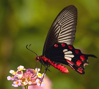 red butterfly on rose flowers