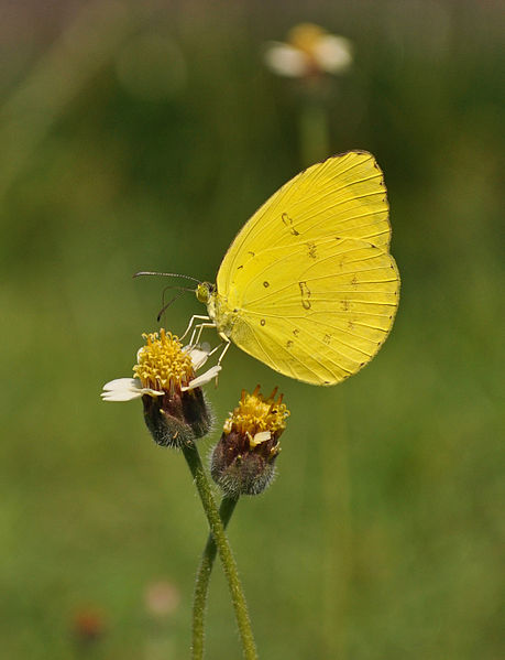 Eurema Yellow - tridax procum - yellow colored butterfly species