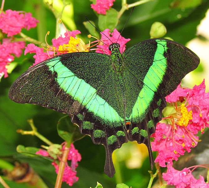 emerald swallowteal green banded peacock  -  papilo palinurus - green colored butterfly species