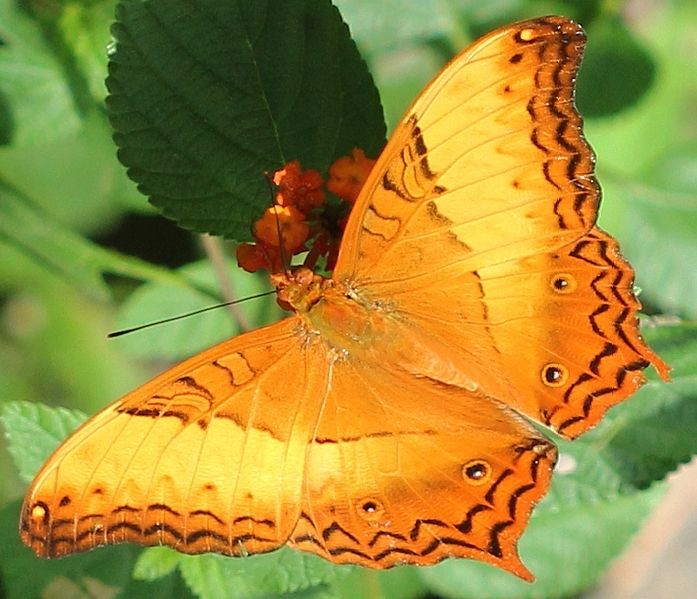 Vindula arsinoe Vindula erota - cruiser butterfly - orange colored butterfly species