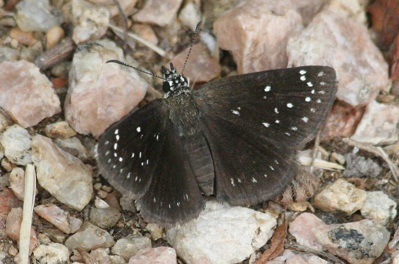  Pholisora catullus -  common sootywing - roadside rambler - black colored butterfly species