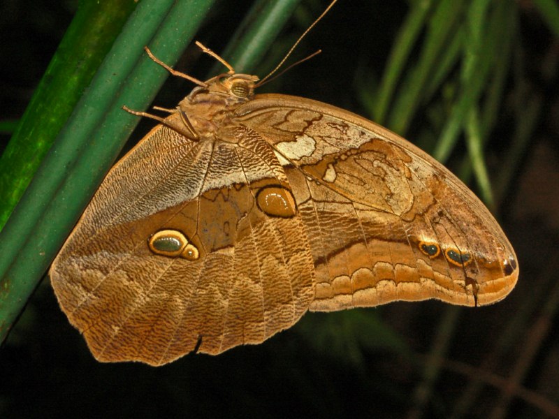 Eryphanis automedon - automedon giant owl - brown colored butterfly species