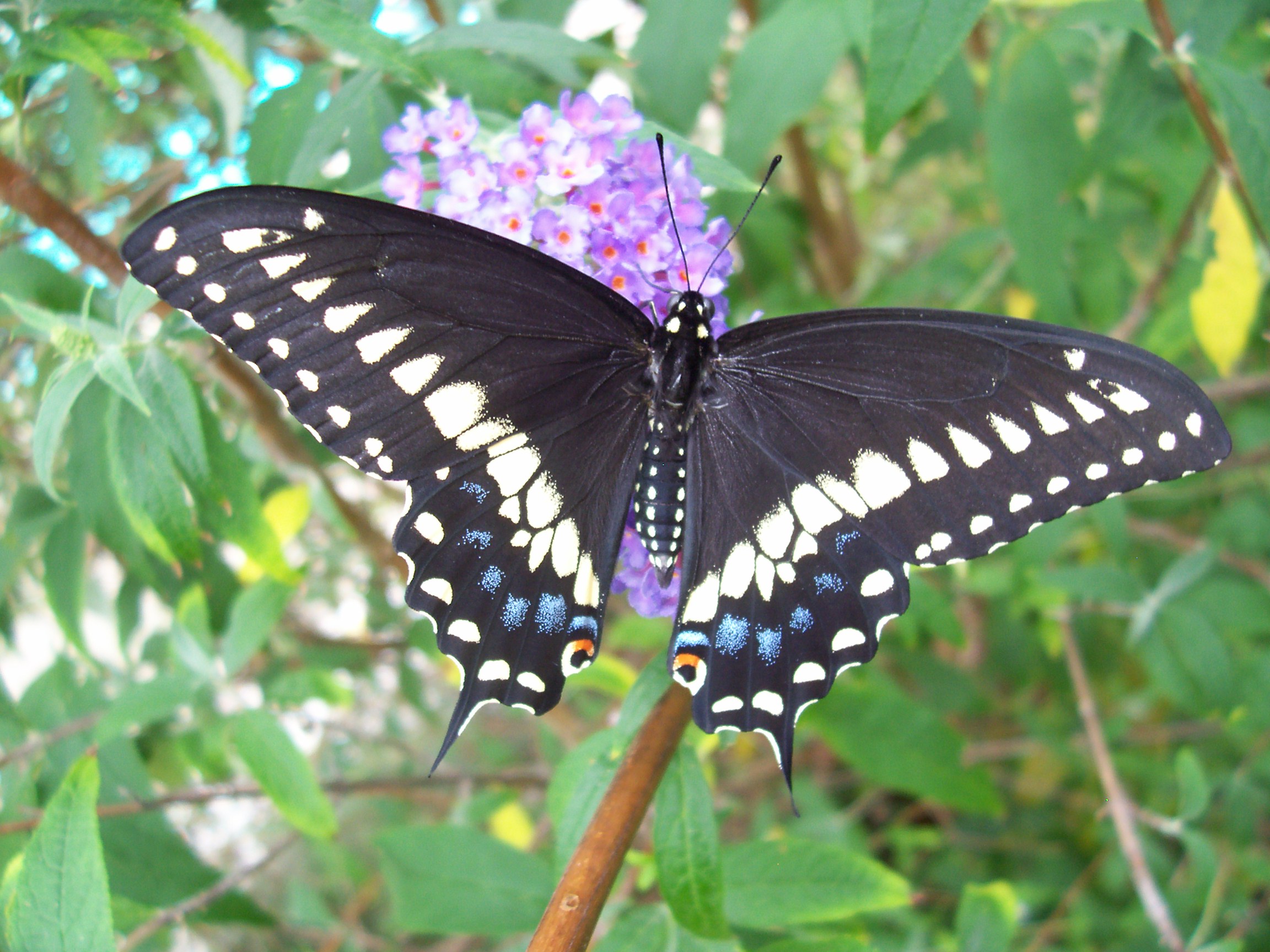 Papilio polyxenes - black swallowtail - black colored butterfly species