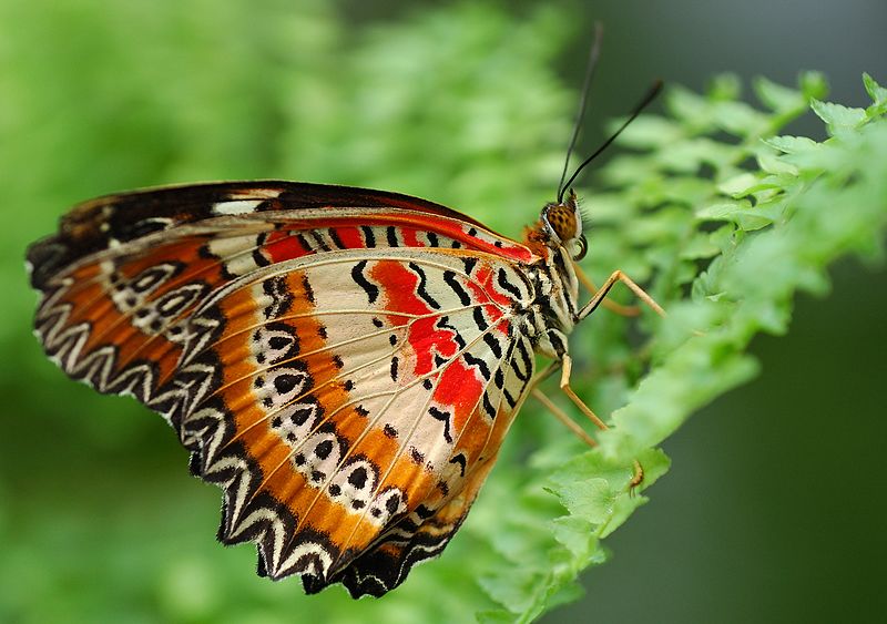  leopard butterfly - cethosia cyane- orange colored butterfly species