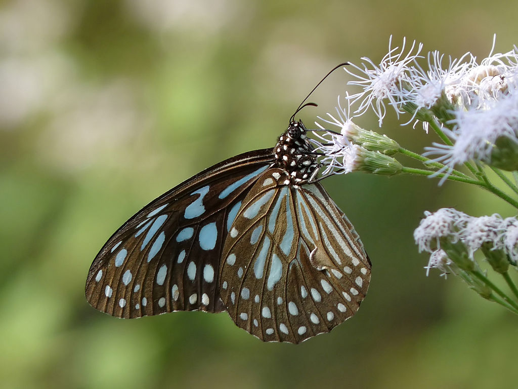Dark blue tiger -Tirumala septentrionis - blue coloblue butterfly species
