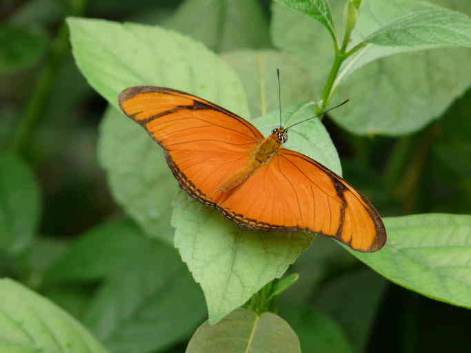 juliette - Eueides aliphera - orange colored butterfly species