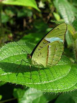 Nessaea obrinus - green tailed jay green colored butterfly species