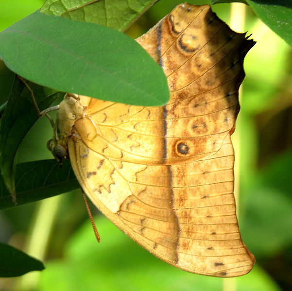 pearl emperor, Karkloof emperor, or pearl charaxes - Charaxes varanes - brown colored butterfly species