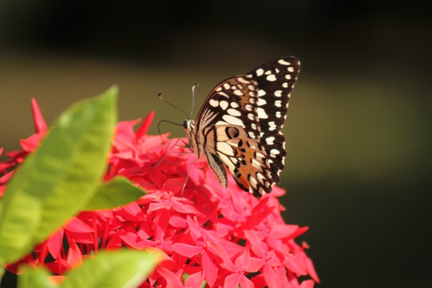 Butterfly on garden flowers
