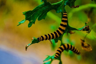 catapillars crawling on green leaves