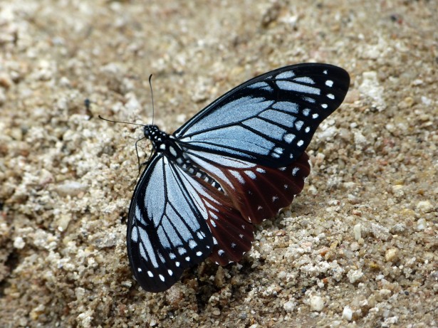 blue butterfly on ground