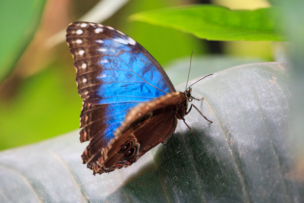 A blue butterfly symbol