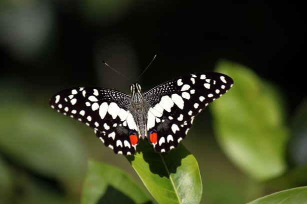 colorful black and white butterfly