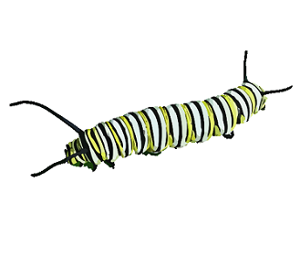 crawling catapillar image green black white striped