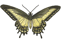 golden yellow black butter fly art