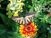 black and white striped butterfly on orange flower