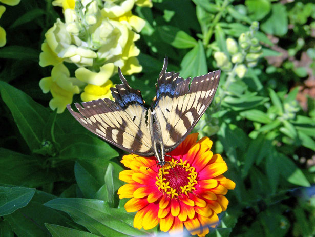 golden yellow butterfly on orange red flower