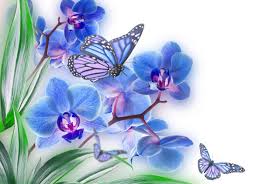 Butterflies and flowers