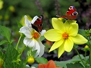 monarch butterflies in flight