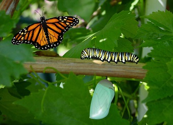 3 life cycles of the butterfly