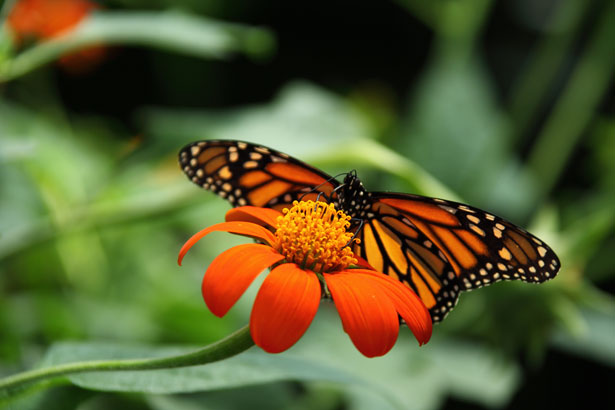 monarch butterfly on orange flower