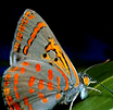 Blue light butterfly art