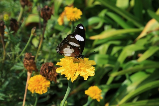 Little brown butterfly on yellow flower
