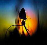 illuminated butterfly dark light