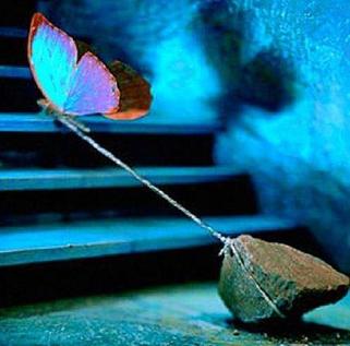 butterfly struggling to lift rock