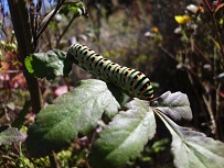 caterpillar on green leaves