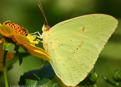 Phoebis Sennae - Cloudless Suplphar - yellow colored butterfly species