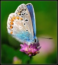 Colorful moth on flower