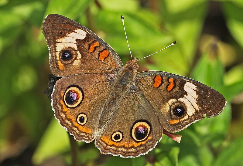 blomfilds beauty - Junonia coenia - brown colored butterfly species