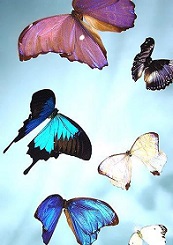 colorful flying butterflies artwork