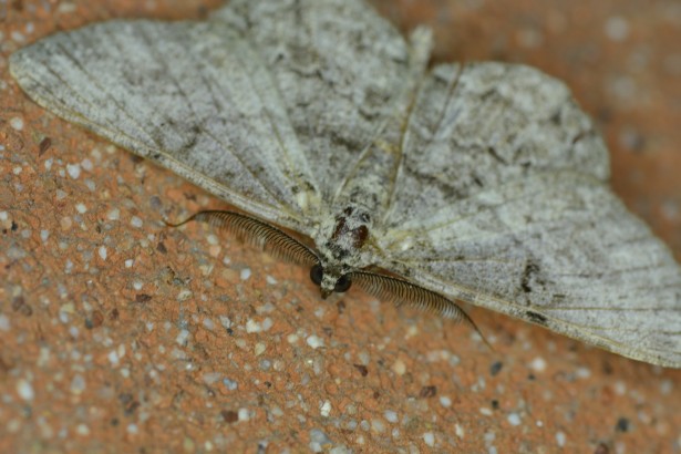 Brown moth