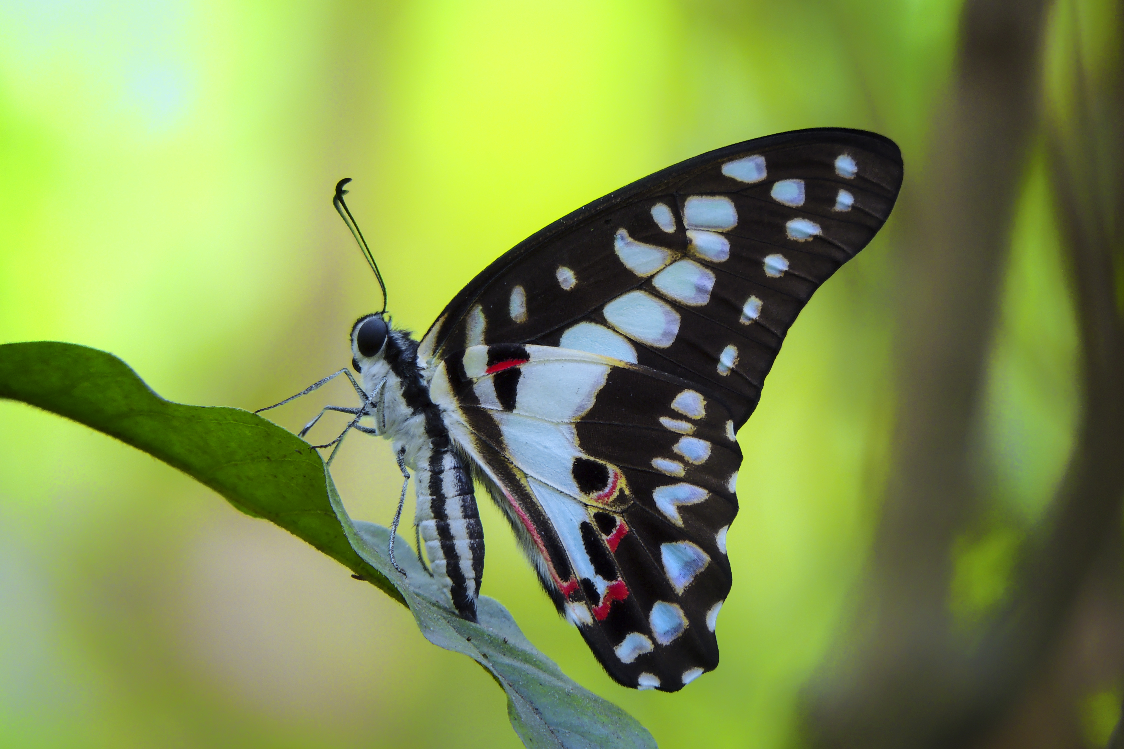 Common jay  - graphium doson - blue colored butterfly species
