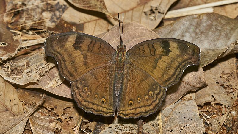 chocolate  soldier - chocolate pansy  -  junonia iphita - brown colored butterfly species