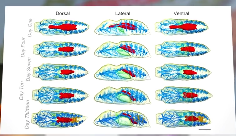 3D image inside chyrsalis as caterpillar transforms into butterfly