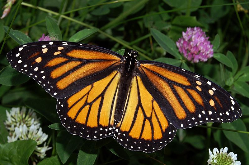 Monarch -  Danaus plexippus - orange colored butterfly species