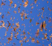 monarch butterflies in flight