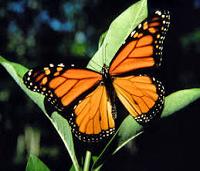 Monarch Butterfly