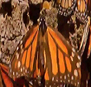Monarch Butterfly in Tree
